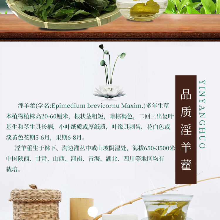 淫羊藿2_02.jpg