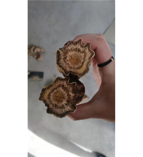 礼县掌叶大黄（饮片货）